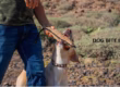 Dog Bite ICD-10 Code W54.0xxa